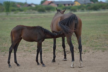 Image showing horse