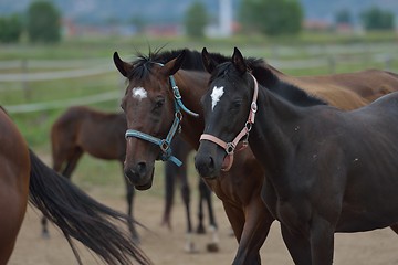 Image showing horse