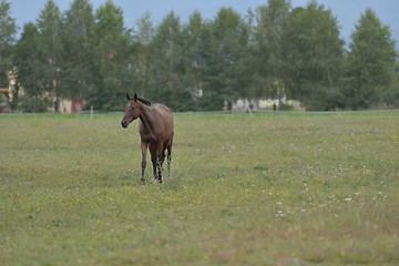 Image showing horse