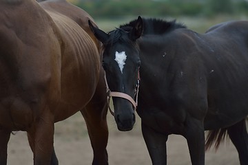 Image showing horse