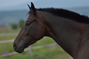 Image showing horse