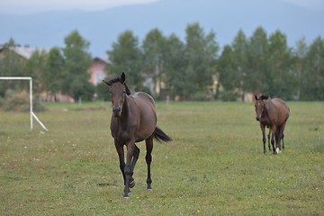 Image showing horse