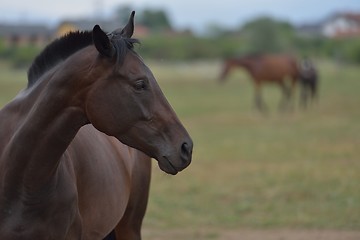 Image showing horse