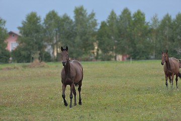 Image showing horse