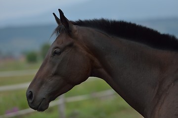 Image showing horse