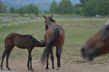 Image showing horse