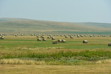 Image showing summer landscape