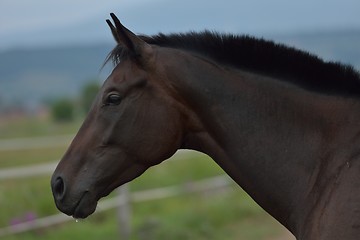 Image showing horse