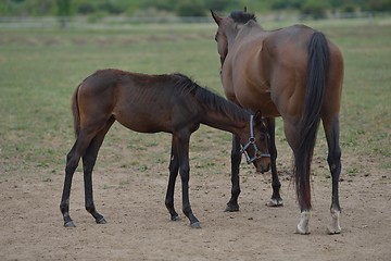 Image showing horse