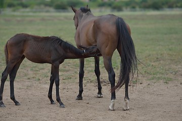 Image showing horse