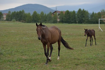 Image showing horse