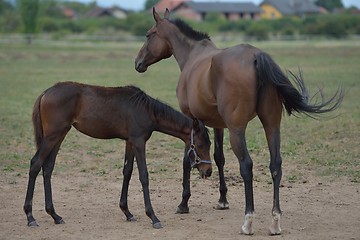 Image showing horse