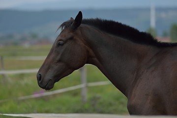 Image showing horse