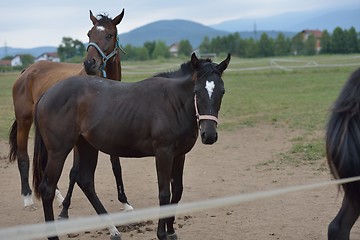 Image showing horse