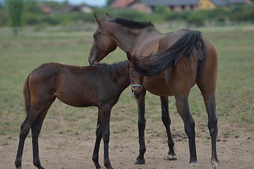 Image showing horse