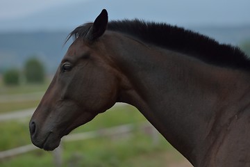 Image showing horse