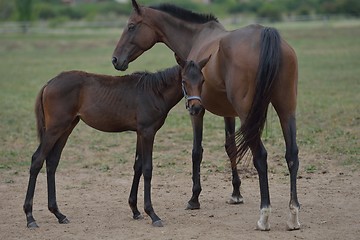 Image showing horse