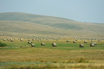 Image showing summer landscape