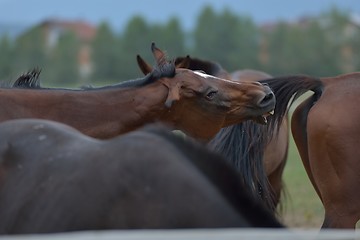 Image showing horse