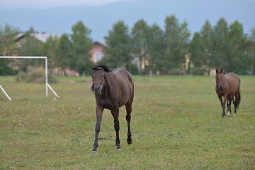 Image showing horse