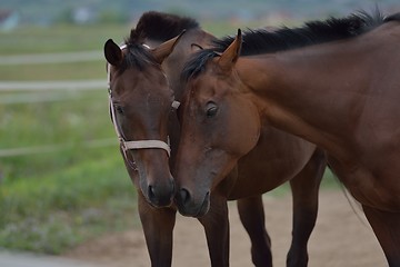 Image showing horse