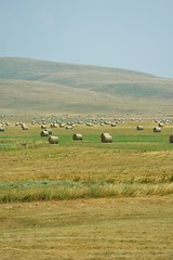 Image showing summer landscape