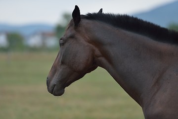 Image showing horse