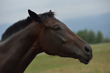 Image showing horse