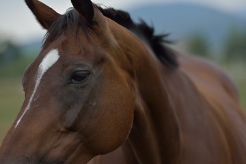 Image showing horse