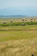 Image showing summer landscape