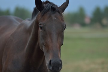 Image showing horse