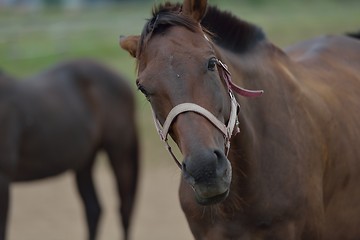 Image showing horse