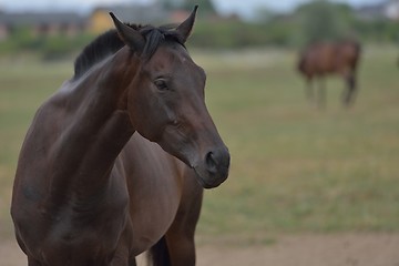 Image showing horse