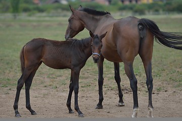 Image showing horse