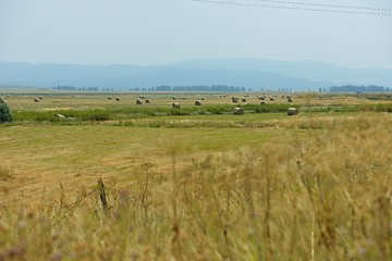 Image showing summer landscape