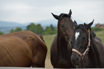 Image showing horse