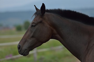 Image showing horse