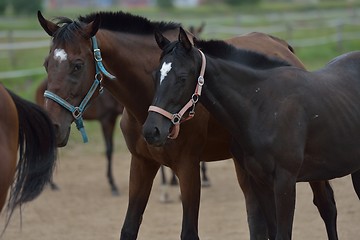 Image showing horse