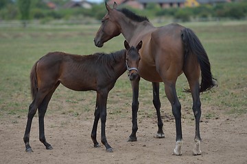 Image showing horse