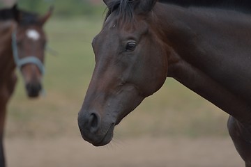 Image showing horse