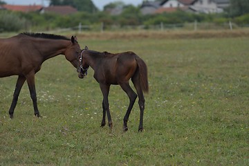 Image showing horse