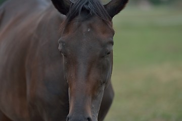 Image showing horse