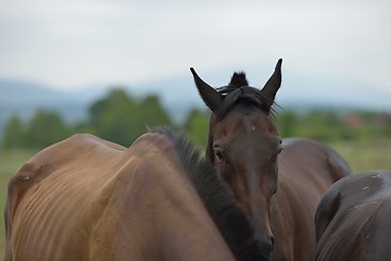 Image showing horse