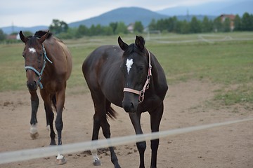 Image showing horse