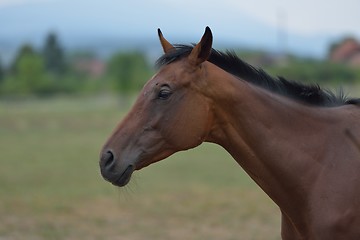 Image showing horse