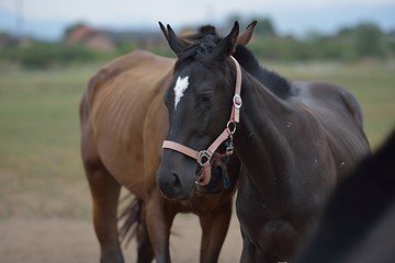 Image showing horse