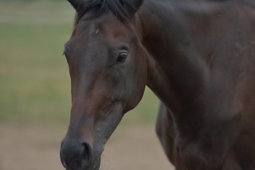 Image showing horse