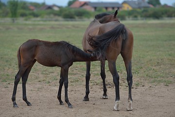 Image showing horse