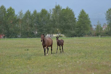 Image showing horse