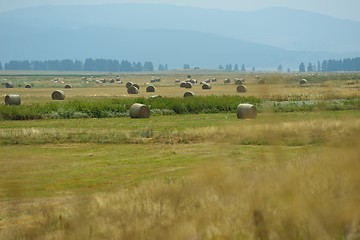 Image showing summer landscape